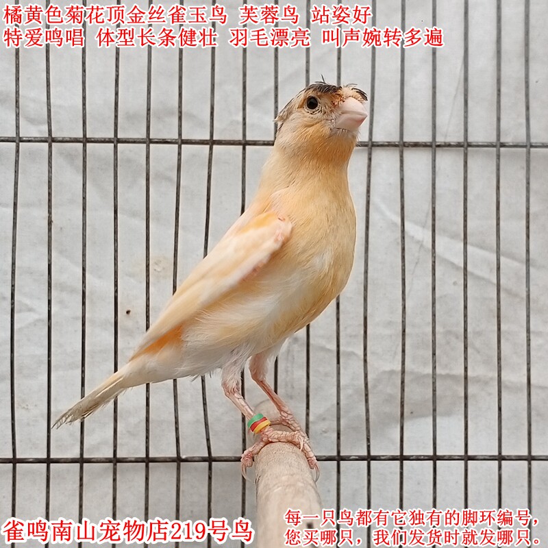 219号特爱叫橘黄色菊花顶金丝雀玉鸟芙蓉鸟体型好叫声婉转多变