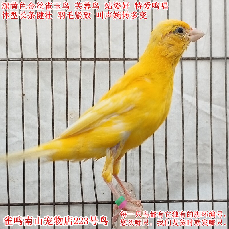 223号公鸟特爱叫深黄色金丝雀玉鸟体型好站姿好叫声婉转羽毛紧致