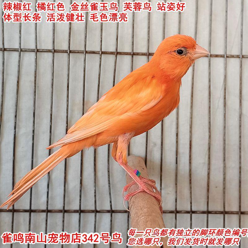 342号辣椒红本色桔红色金丝雀玉鸟芙蓉鸟体型匀称站姿好活泼健壮
