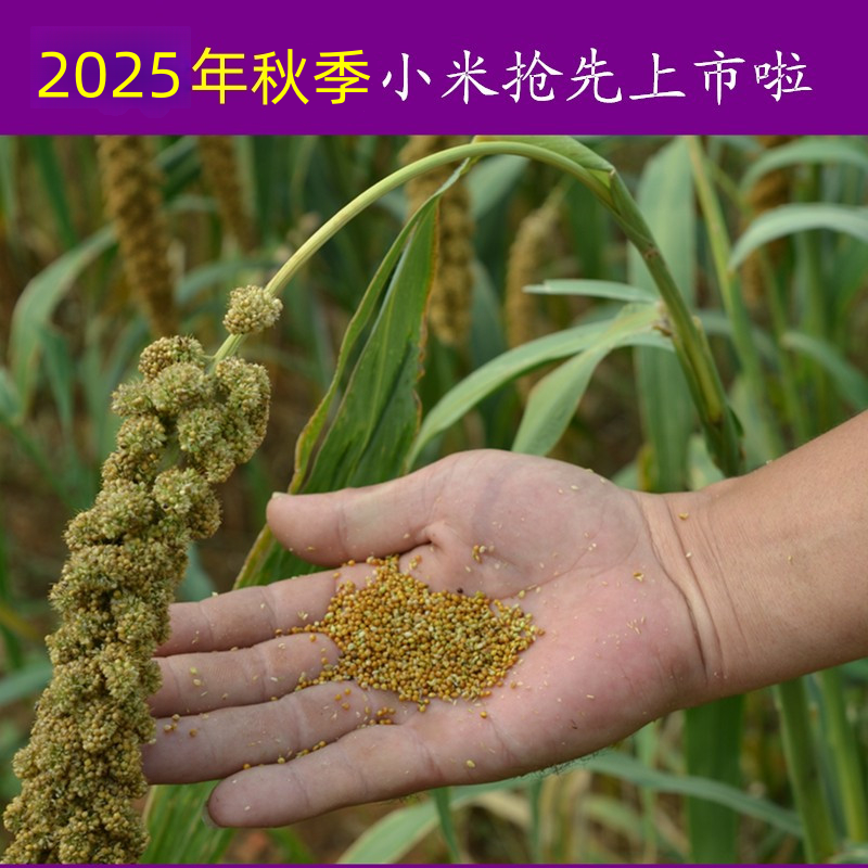 河北小米小黄米黄小米北河特产