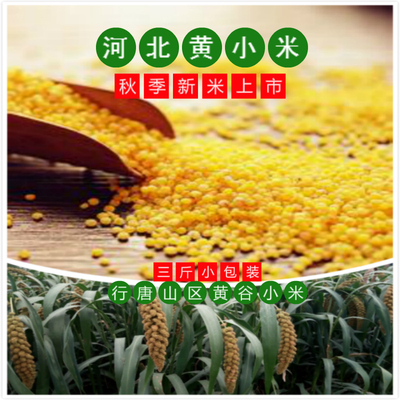 2025新鲜当季新米黄小米3斤