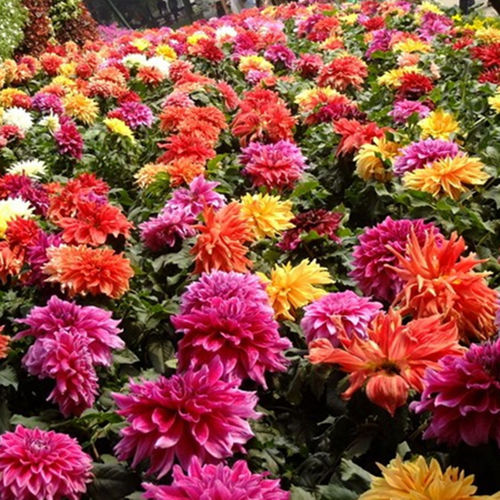 大丽花种球大球块根地瓜花大丽菊盆栽花大室外庭院四季种植花种子