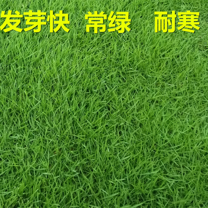 草坪种子绿化景观庭院矮生四季青护坡草籽高羊茅四季种易活黑麦草
