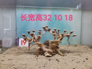 莫斯树迎客松草缸造景骨架定植片一木成景蘑菇头摩斯树巴西树沉木