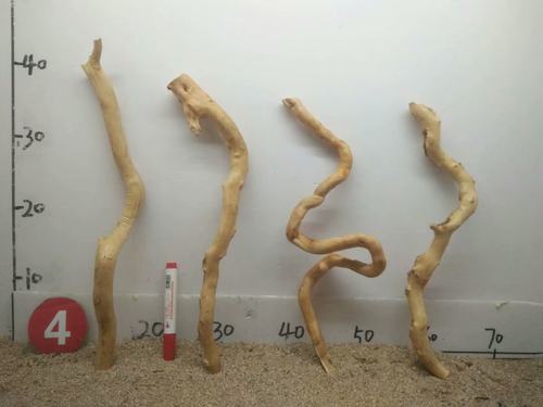 麻花水陆寄居树林杜鹃根