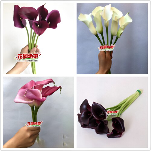 DIY婚礼海芋多色马蹄莲鲜花市场