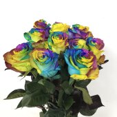 厄瓜多尔进口玫瑰花水培好养彩虹玫瑰鲜切花情人节花生日礼物同城