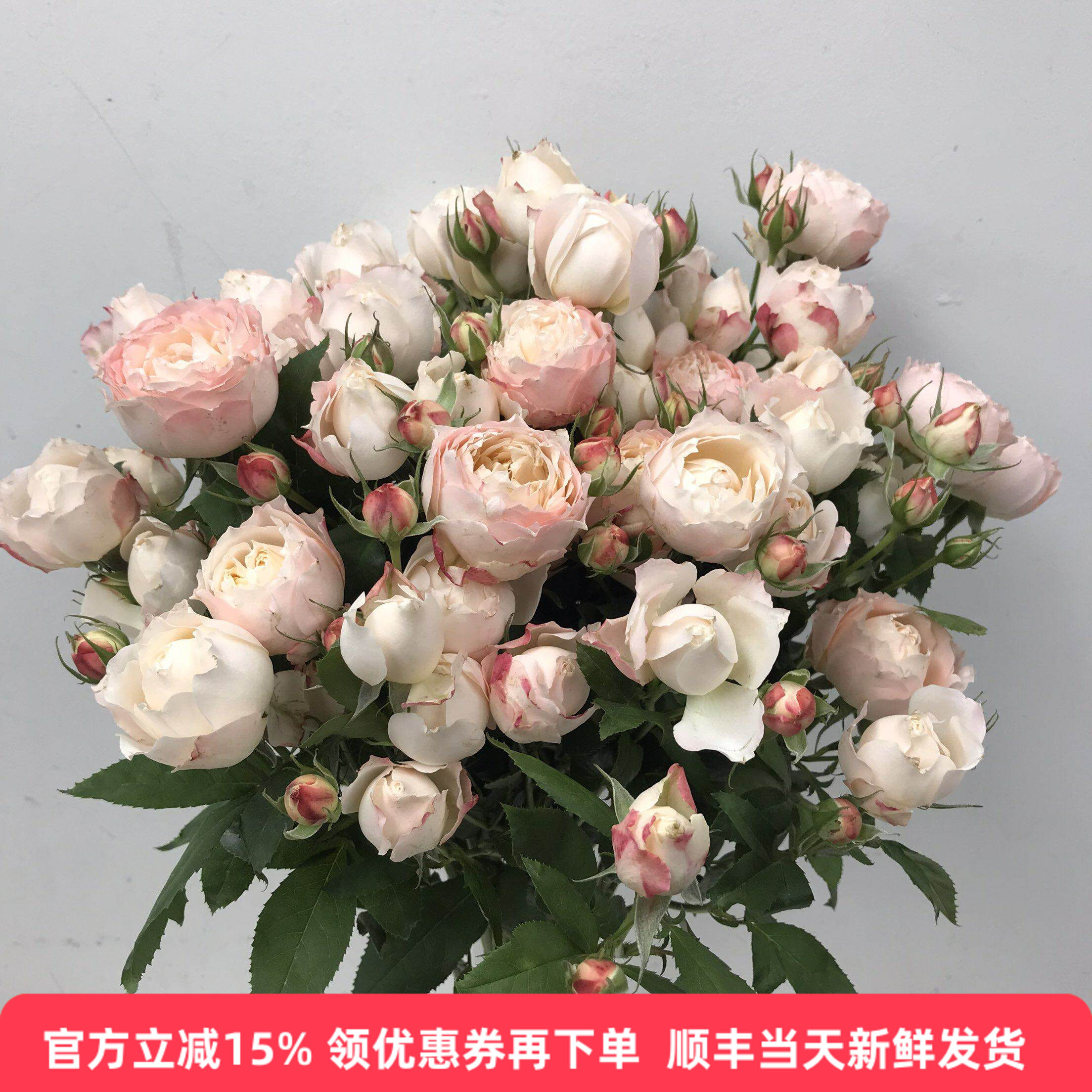 苏淇宝贝蔷薇花粉糯糯包子花型易开放水培蔷薇花北京同城鲜花速递