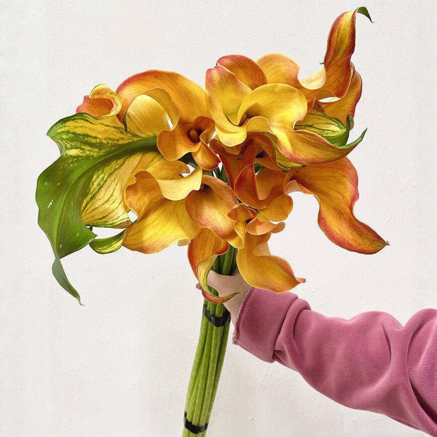 丽江马蹄莲水培花束同城速递鲜花