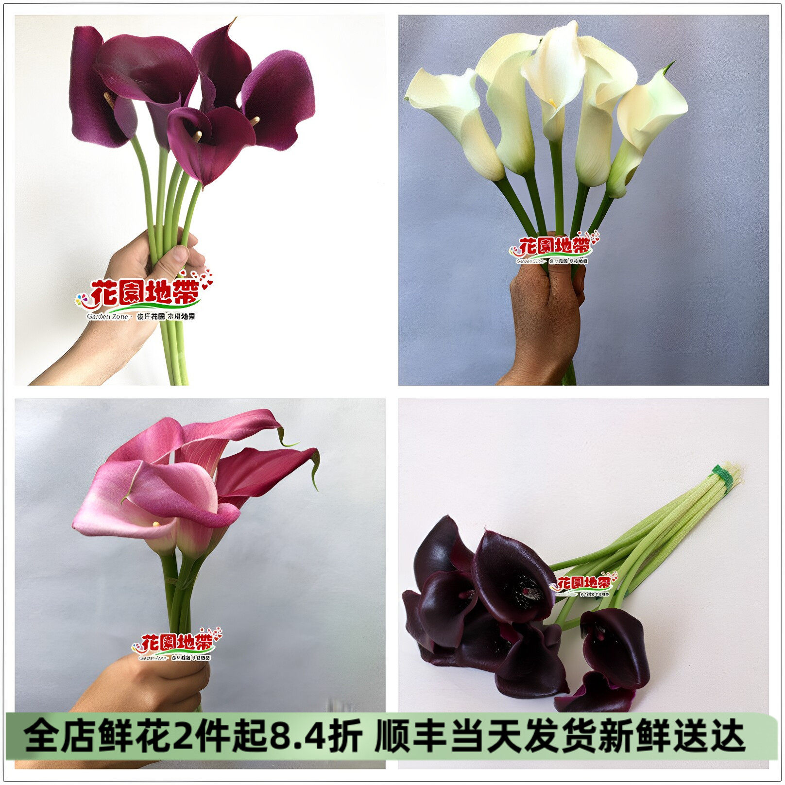 DIY婚礼海芋多色马蹄莲鲜花市场
