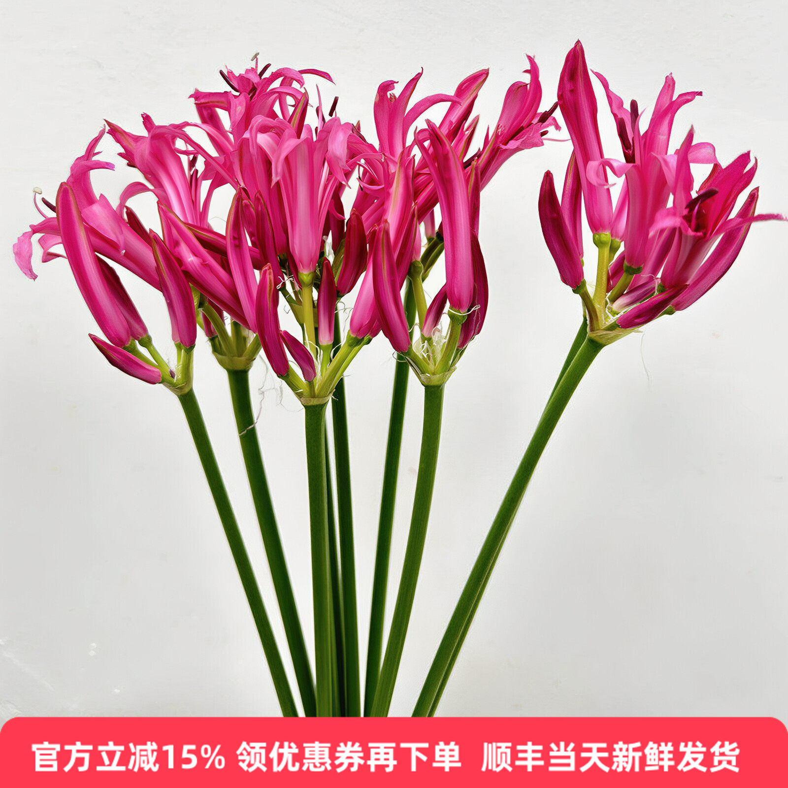 玫红石蒜彼岸花北京同城速递