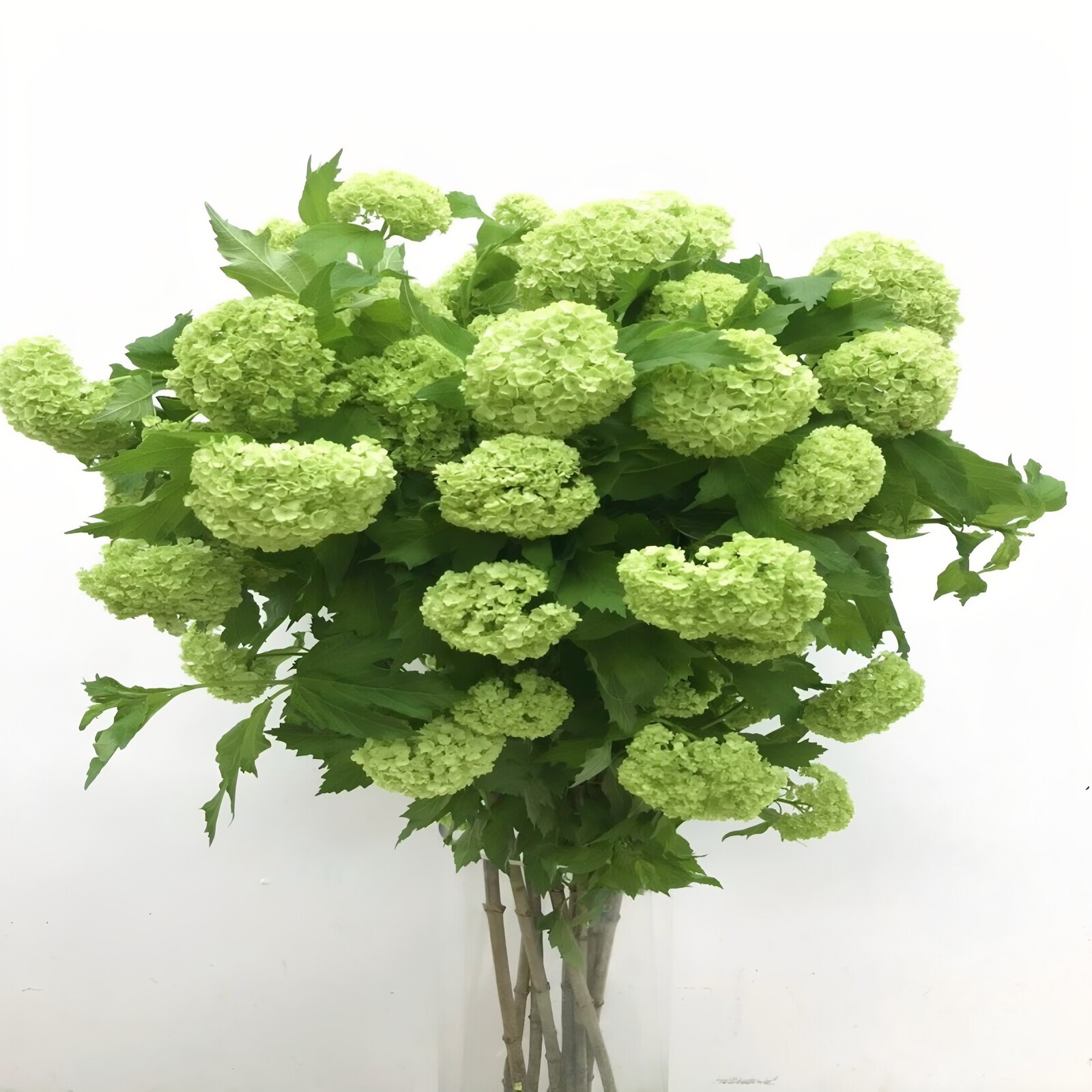 进口木绣球鲜切花北京同城速递