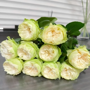 夏雨荷玫瑰进口引进培育鲜切花水培清新高级绿色包子花型同城速递