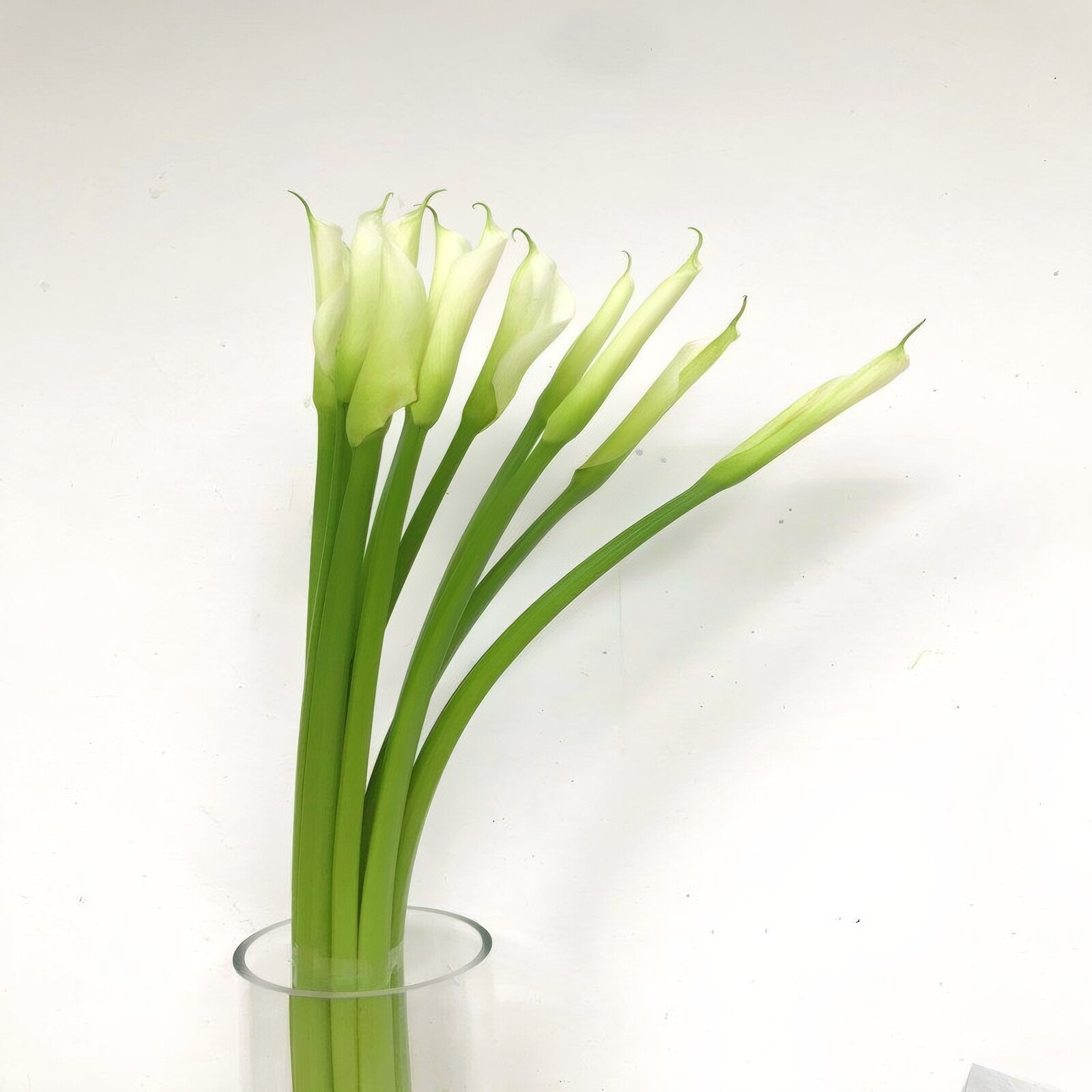 马蹄莲鲜花水养插花花艺新娘手捧