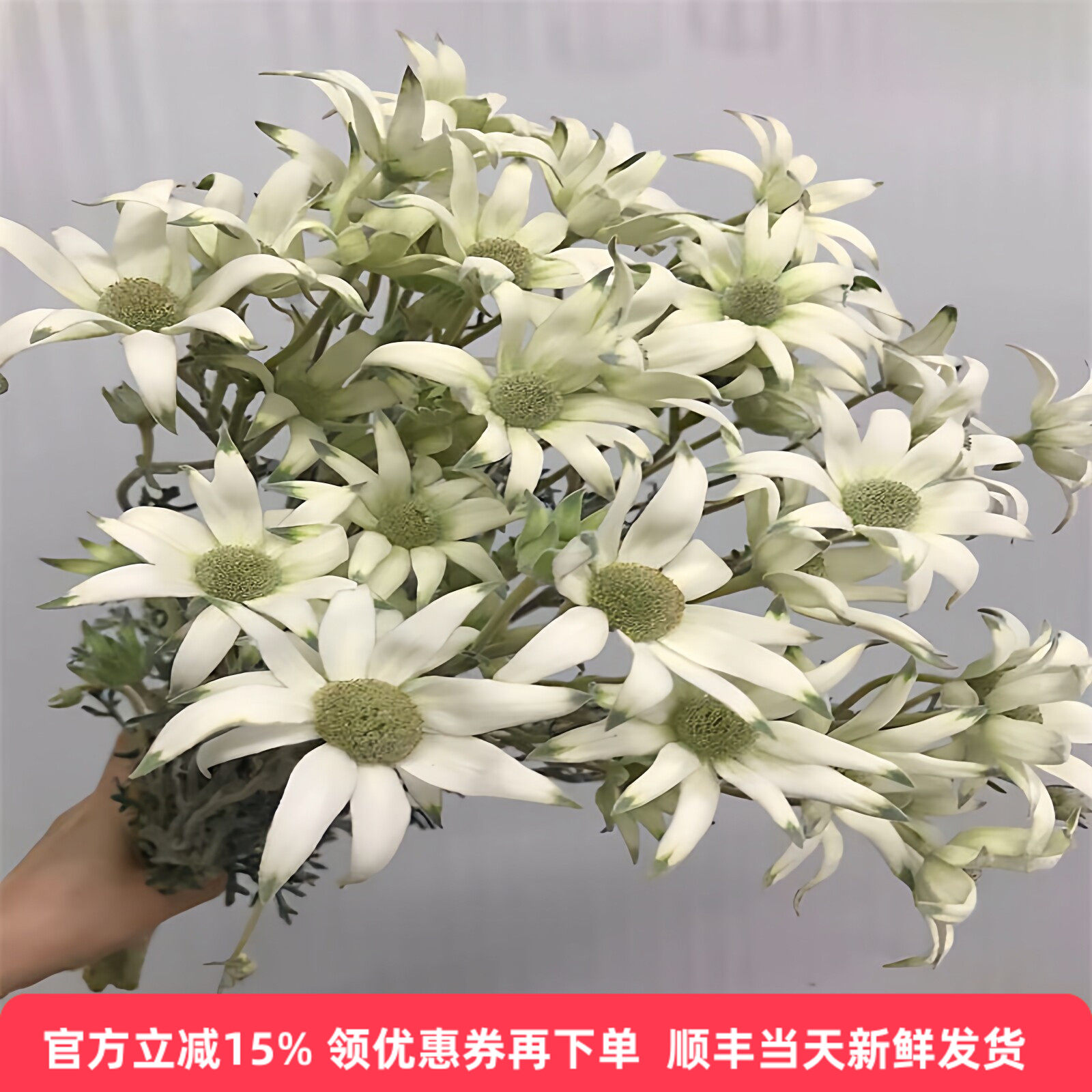 进口雪绒花法兰绒瓶插花材鲜花