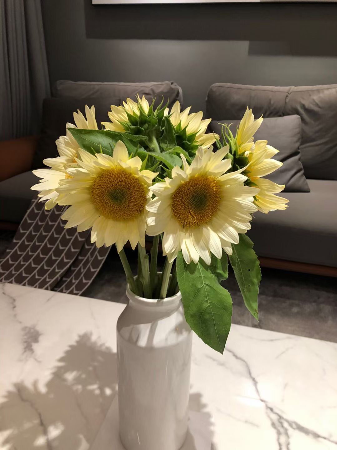 奶油白向日葵鲜花水培插花家庭欣欣向荣毕业花卉生日礼物同城速递