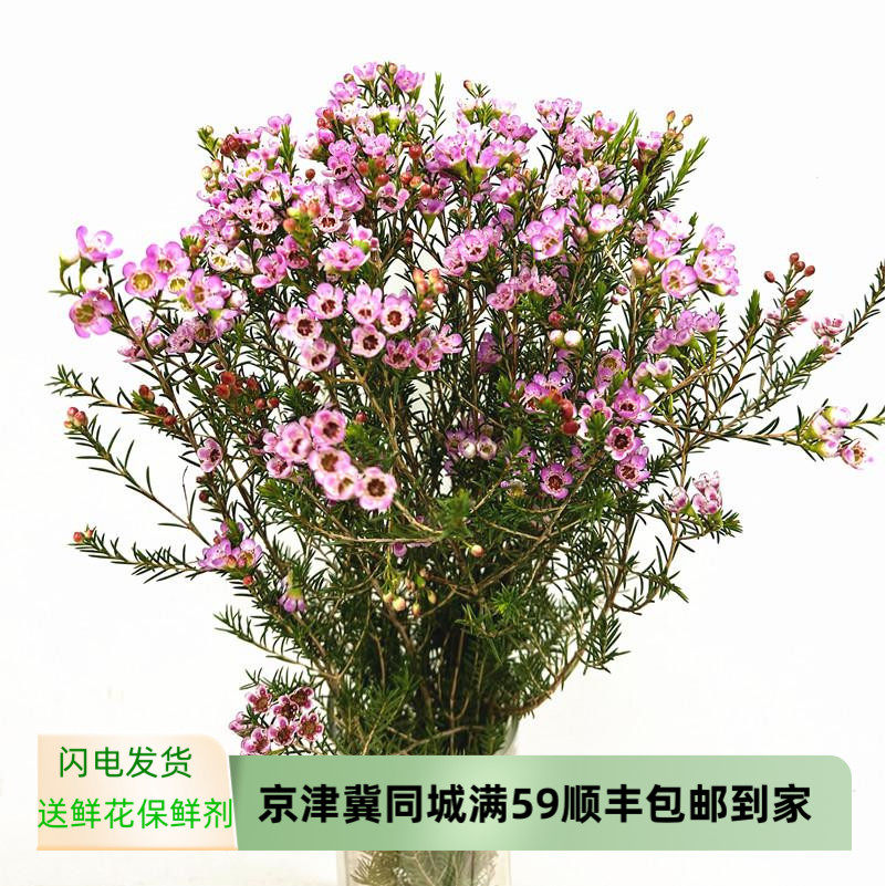 粉色澳洲腊梅鲜花 好养花期长家庭花艺插花生日爱情礼物 北京速递