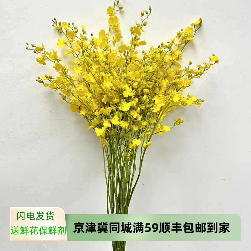 跳舞兰纯黄色文心兰鲜切花水养室内插花北京上海江苏同城鲜花速递