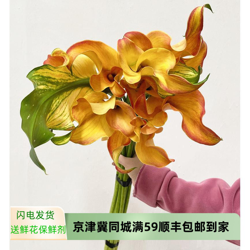 丽江马蹄莲鲜花 彩色海芋海芋花 生日爱情礼物高端水培插花速递