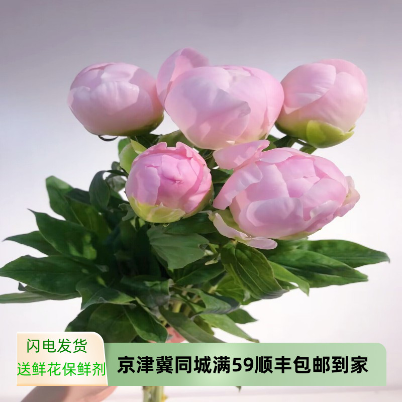 美国小姐芍药花水养办公室插花女神节清新小花束北京同城鲜花速递