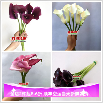 DIY婚礼海芋多色马蹄莲鲜花市场