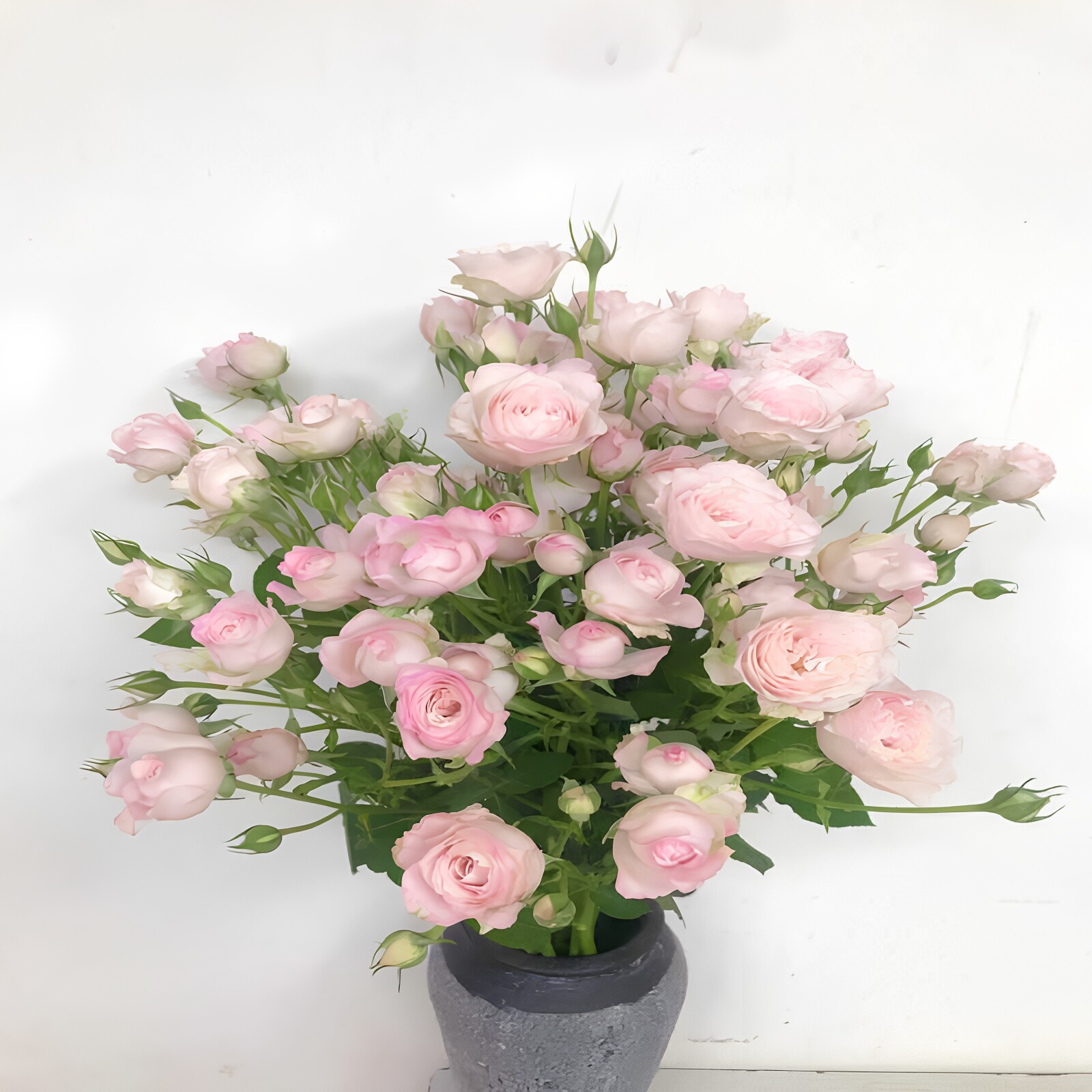 仙子之吻蔷薇玫瑰花束同城速递