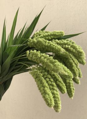 新鲜谷穗鲜切花本地产时令鲜花