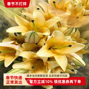 晚霞多头香水百合花水培家庭插花室内礼佛有香味鲜花北京同城速递