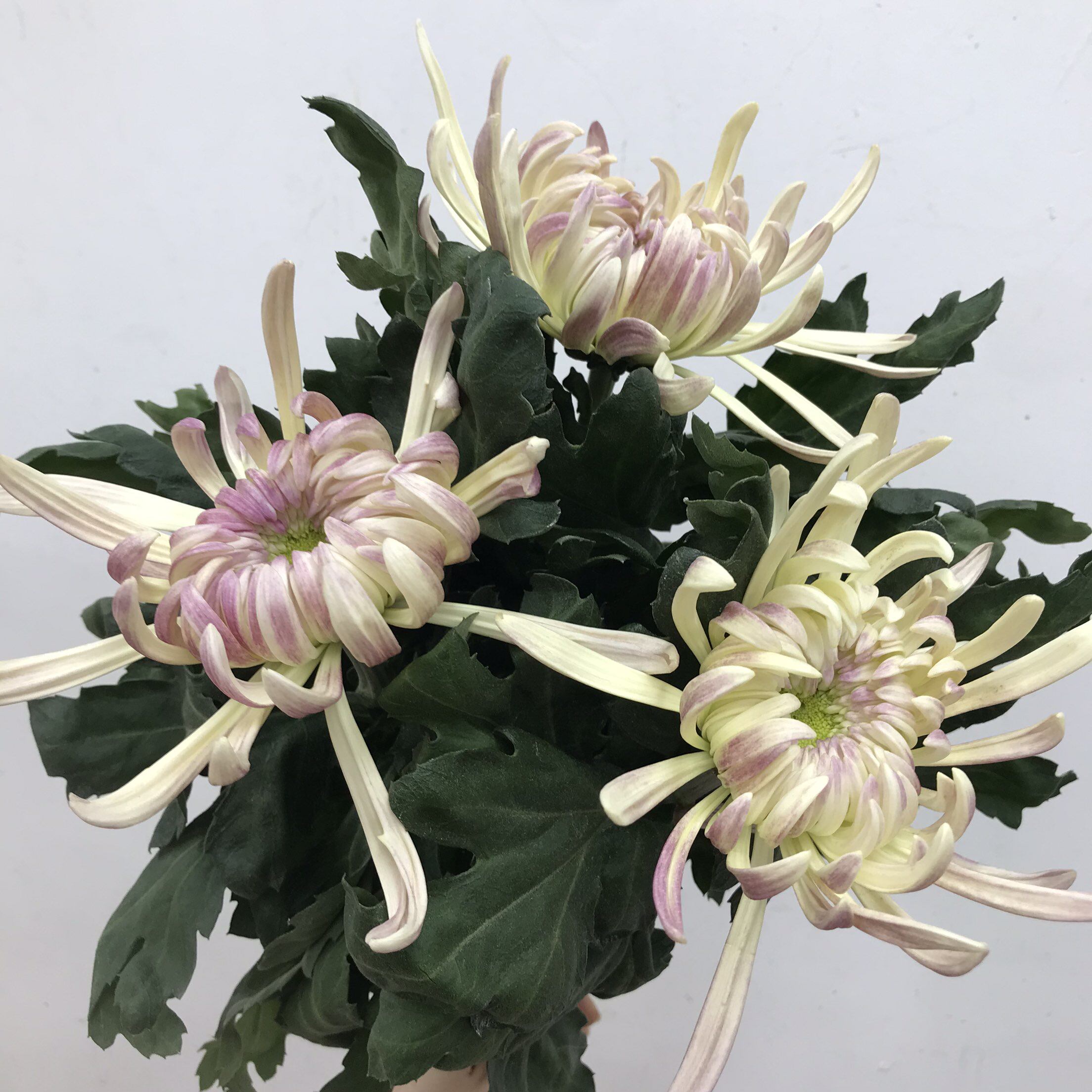 怪兽菊水培花期长北京同城配送花