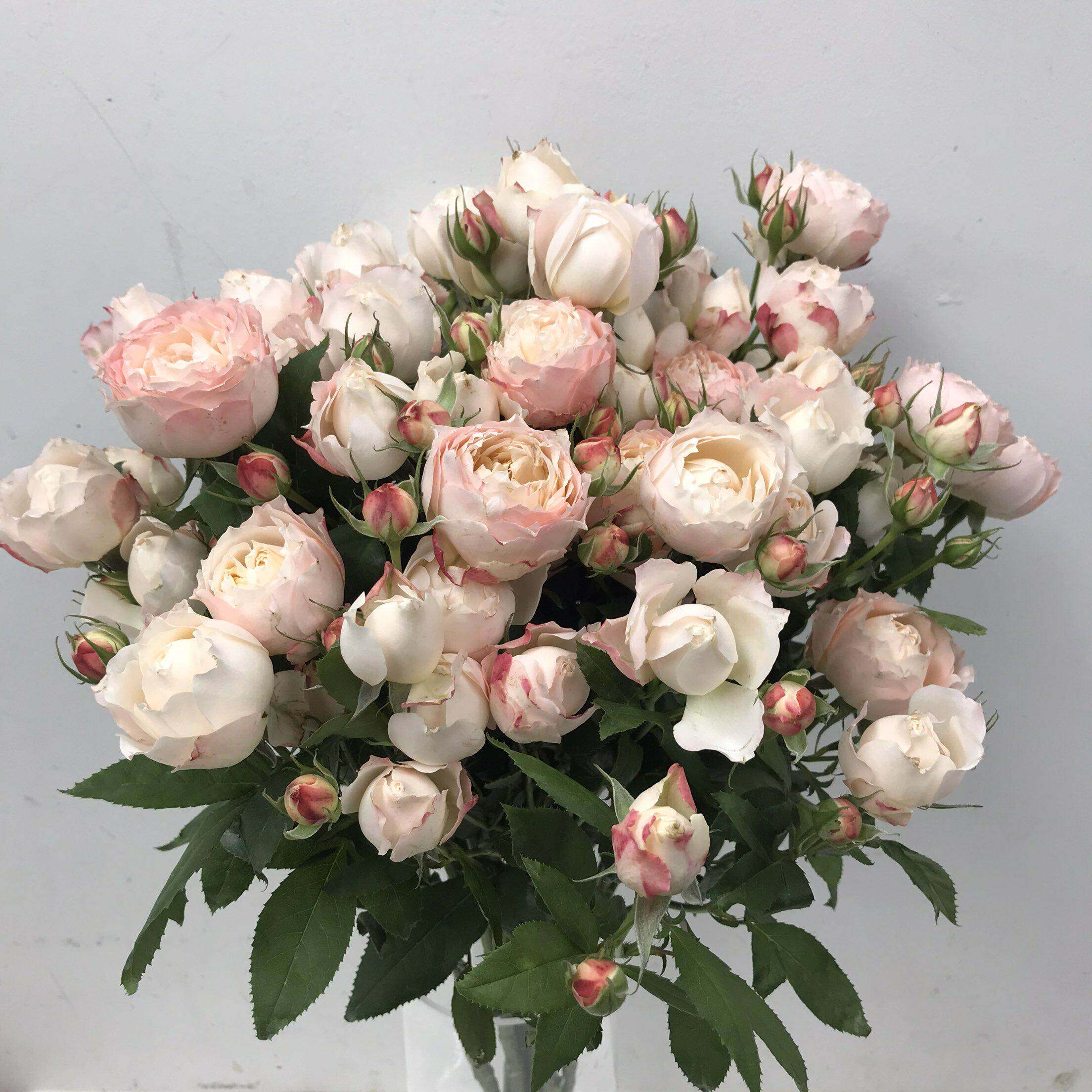 苏淇宝贝蔷薇花粉糯糯包子花型易开放水培蔷薇花北京同城鲜花速递