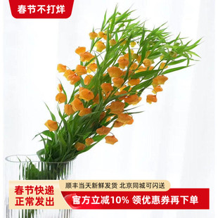 进口宫灯百合鲜切花卉室内水培花卉生日爱情鲜花礼物北京同城速递