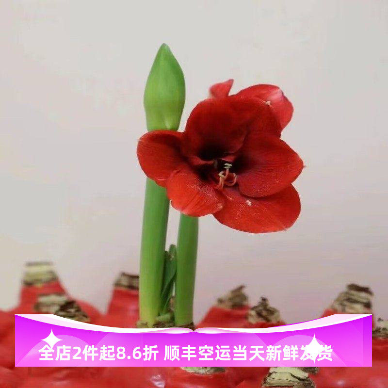 石蜡朱顶红种球蜡封无需浇水