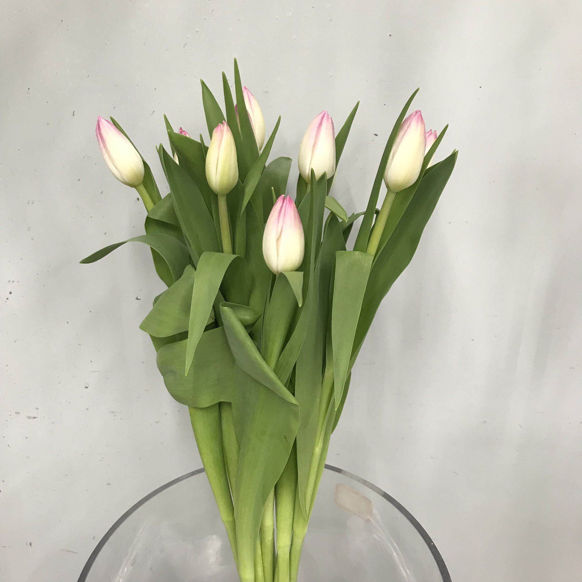 马卡龙郁金香鲜切花同城送礼鲜花