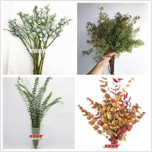尤加利叶花期长好养可干花小米果桉树叶轻奢花艺插花顺丰同城鲜花 - 封面