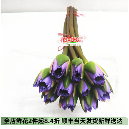 供佛蓝莲花睡莲鲜切花办公室家庭水培插花有香味北京同城鲜花速递