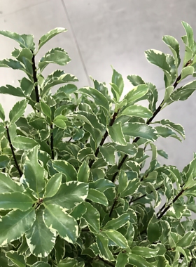 轻奢叶材纽花叶木本切枝水培插花多头花期长小众有氧绿植家庭鲜花