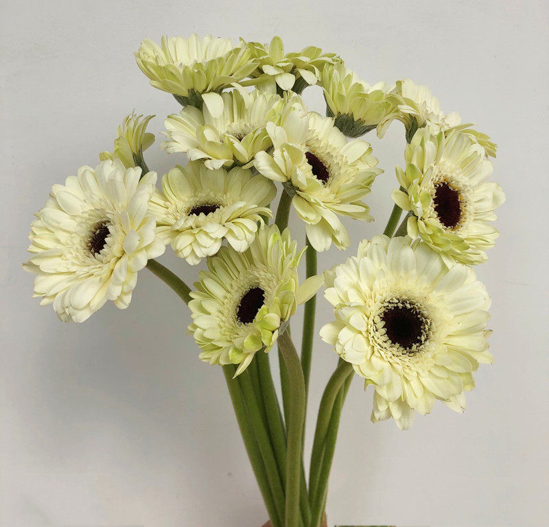 奶白非洲菊 经典视觉冲击扶郎水培家庭插花 生日礼物北京鲜花速递