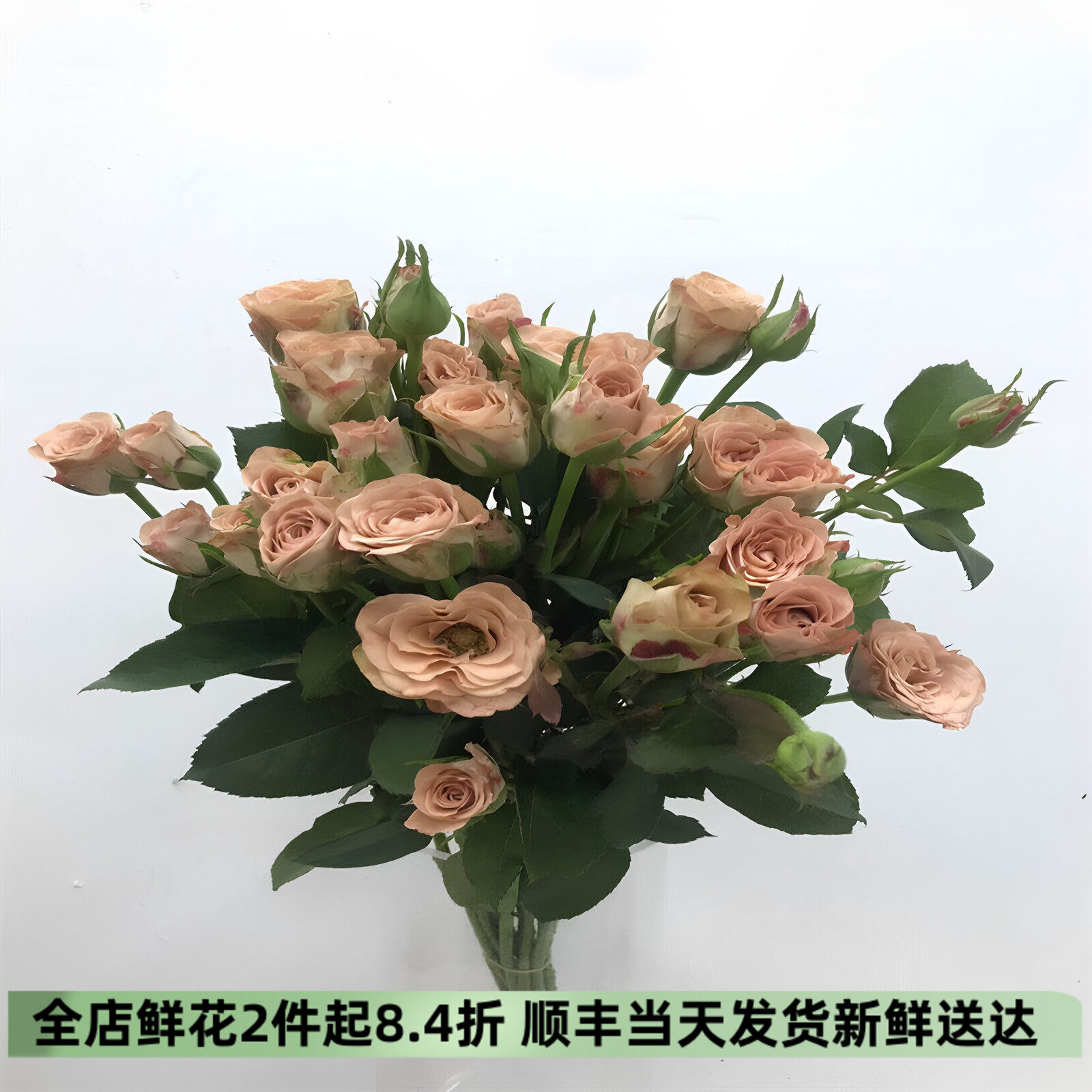 卡布奇诺蔷薇花多头小玫瑰花