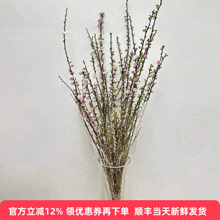 珍珠李鲜花开花满枝元旦迎春家庭瓶插花生日爱情礼物北京同城速递