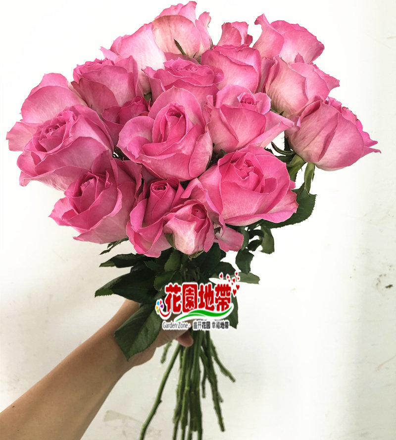 糖果玫瑰花桃红色大朵鲜切月季花生日爱情求婚七夕情人节鲜花礼物