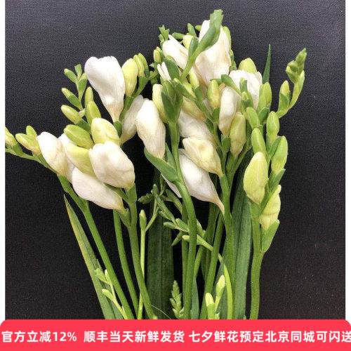 小苍兰鲜切花浓香味道生日鲜花束