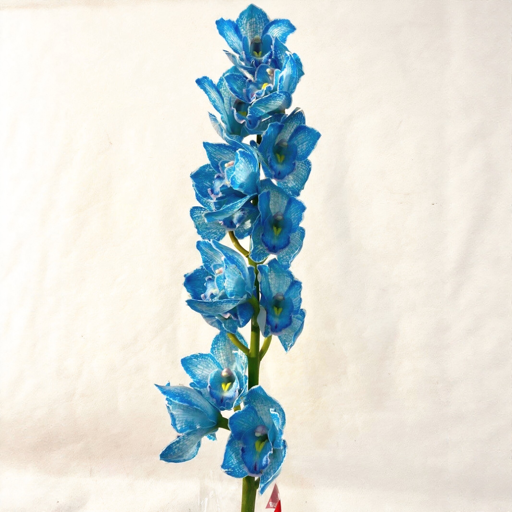 染色幻彩大花蕙兰鲜花高端瓶插花