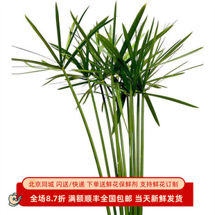 旱伞叶时令绿植鲜切花室内水养中式禅意插花佛系鲜花北京同城速递