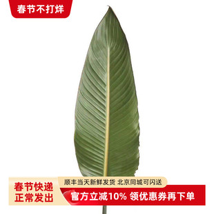 高端叶材 大鸟叶 纽西兰红珠蕉叶 耐养皮实家庭插花全国鲜花速递
