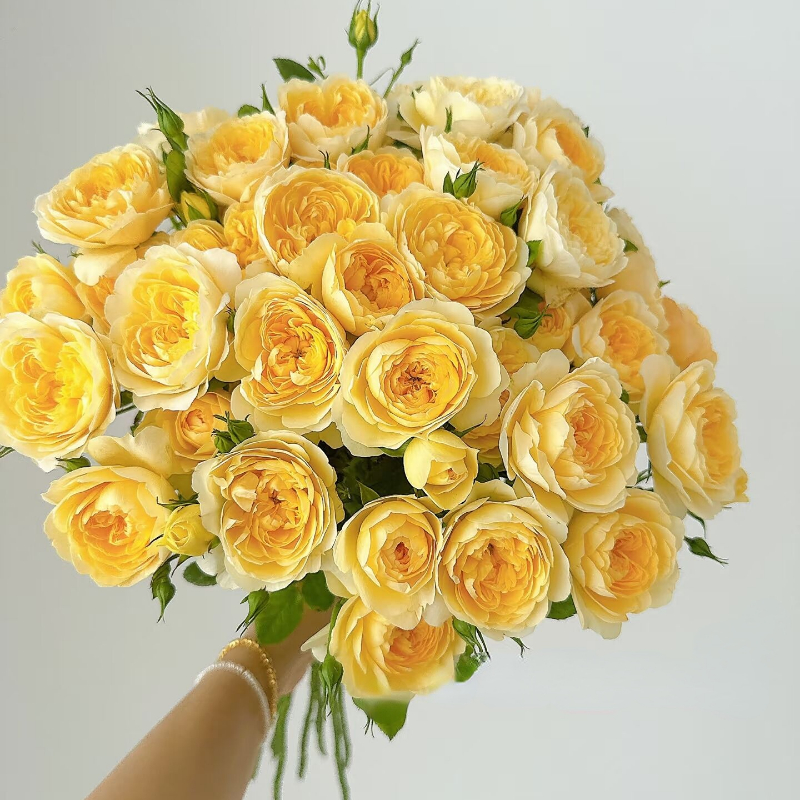 奥斯汀花型杨桃汁多头玫瑰鲜花