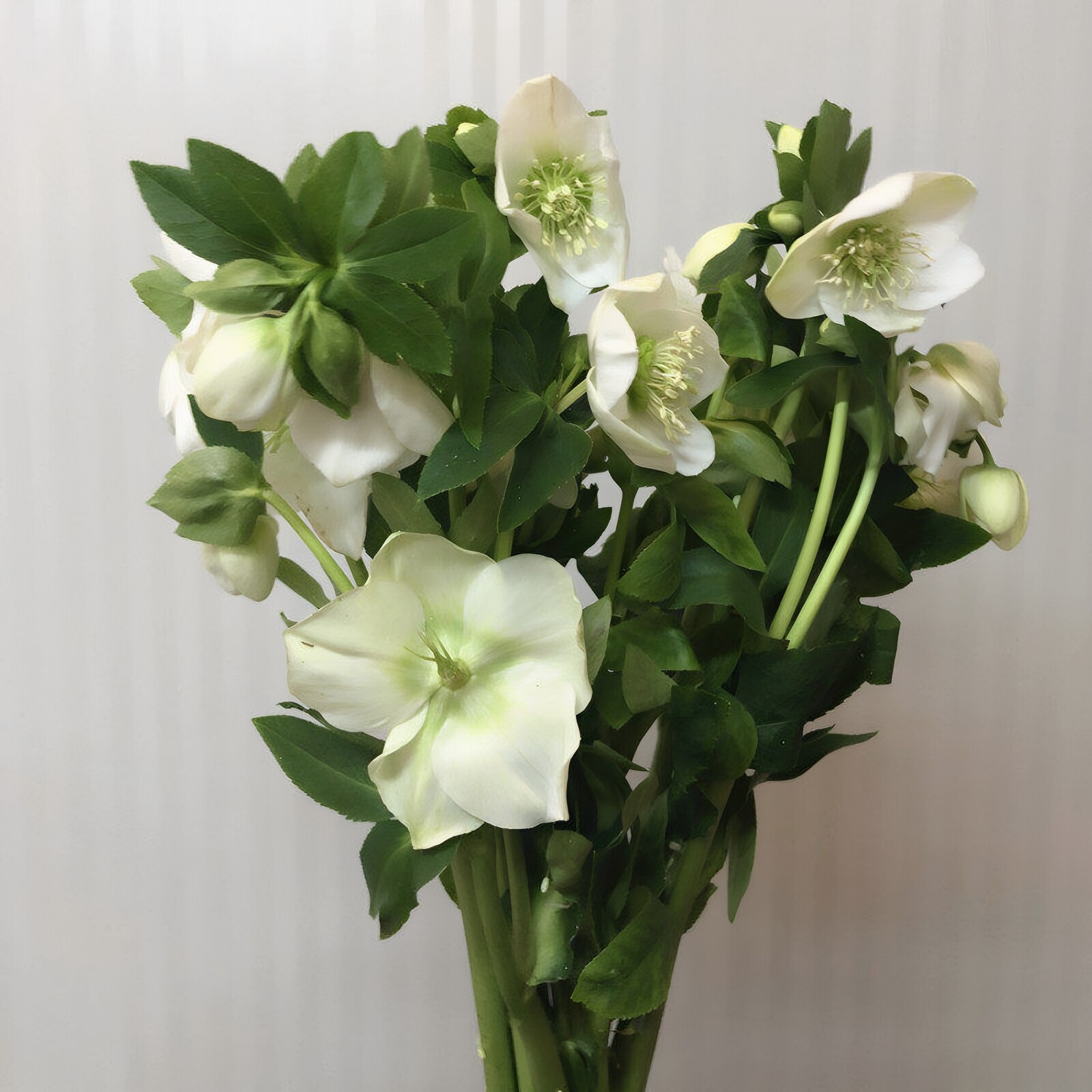 白兔葵鲜花高端进口花材铁筷子