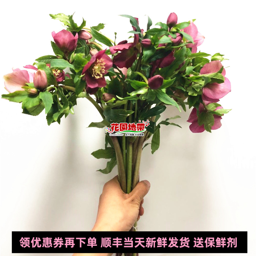 红兔葵鲜花水养多头办公室插花