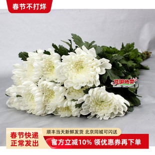 清明节 黄菊鲜切花 白菊花 上坟祭奠扫墓殡仪哀悼 同城鲜花速递