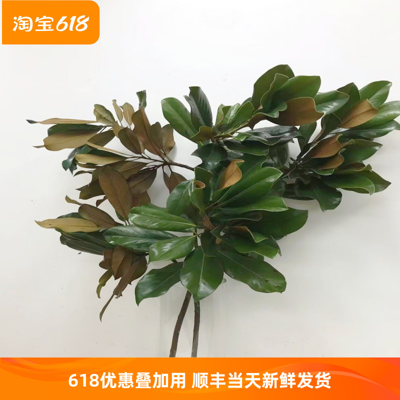 玉兰叶鲜切枝水培插花酒店展厅会所装饰叶材北京上海浙江鲜花速递