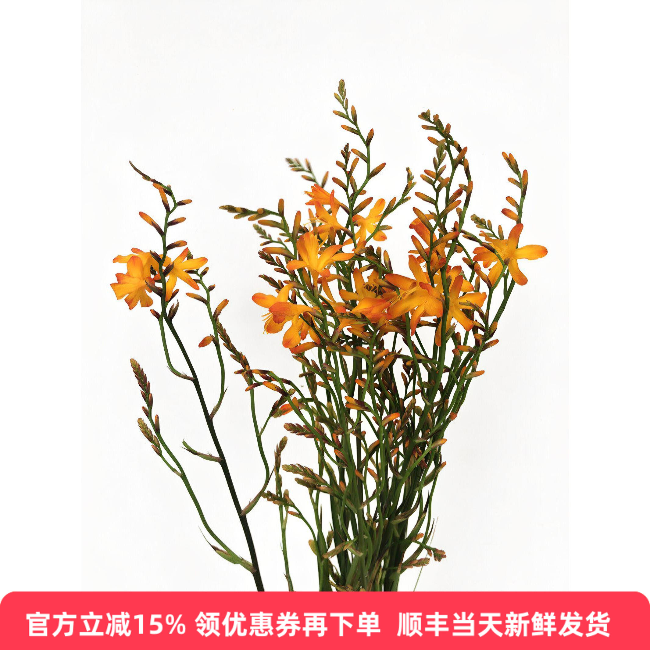 火焰兰鲜切花情人泪鲜花婚礼鲜花
